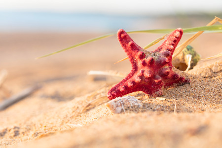 Summer beach in a tropical paradise with a  seashell and  starfish on golden sand. Conceptual background of travel and summer vacations. Selective focus , copy space for your text.の写真素材