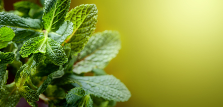 Bunch of fresh mint leaf, closeup . Selective focus. Copy space.
