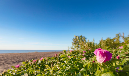 Blooming wild roses on the dunes of the Baltic sea. Baltic dunes is a unique ecological reserve. Copy space .の写真素材