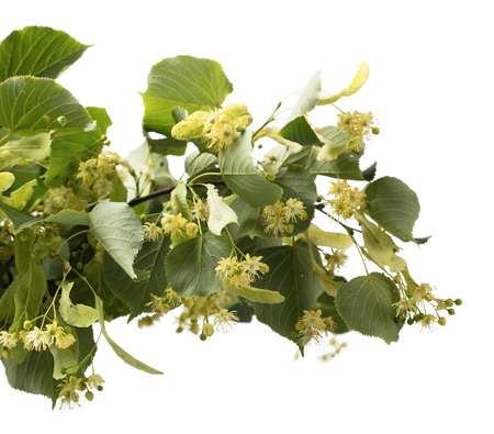 Linden branch with flowers isolated on white background.の写真素材