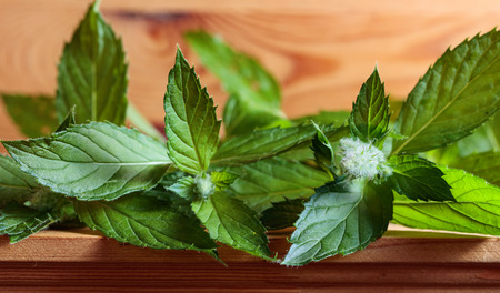 Bunch of fresh green mint leaf on a wooden background.の写真素材