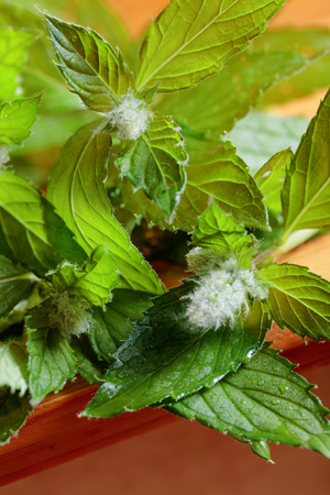 Bunch of fresh green mint leaf on a wooden background.