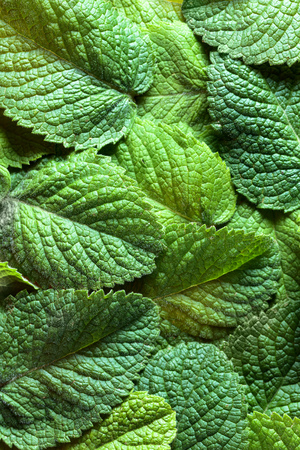 Mint leaves background. Top view.の写真素材