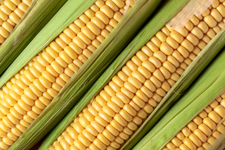Fresh corn on cobs , closeup, selective focus.