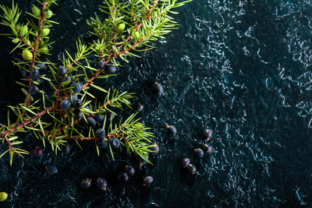 Juniper branch with berries on a black background. Copy space for your text.