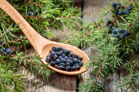 Juniper branch and wooden spoon with berries on a wooden background.の写真素材