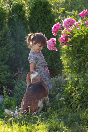 Three year old girl playing with cute beagle in the garden.の写真素材