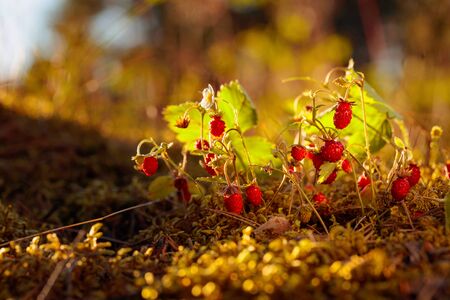 Wild strawberries growing in a natural environment. Wild strawberries at sunset in forest.の写真素材