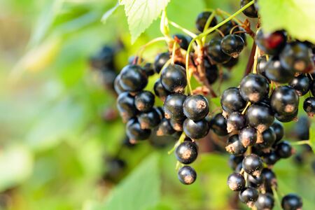 Black currants on the bush branch in the garden. Copy space.