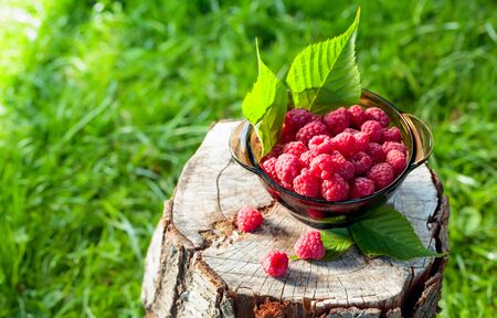 Fresh ripe raspberries in a glass plate on an old stump. Sunny summer day in the forest.の写真素材