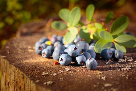 Fresh ripe blueberries on an old stump. Sunny summer day in the forest.の写真素材