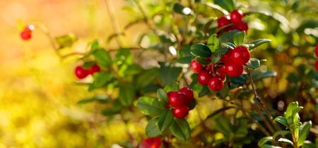 Red cowberry, lingonberry or partridgeberry. Forest natural background. Main source of vitamins in the winter. Growing in Northern Europe, America and Russia.の写真素材