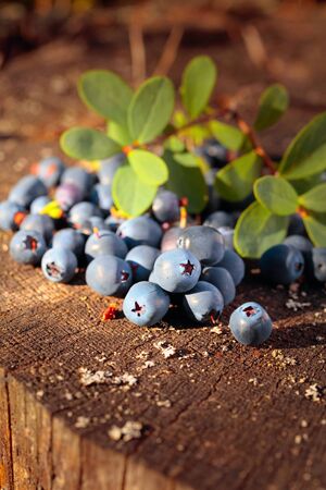 Fresh ripe blueberries on an old stump. Sunny summer day in the forest.の写真素材