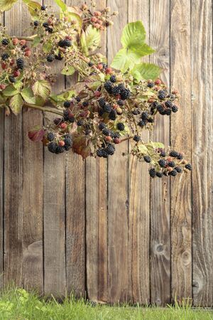 Blackberry grows in the garden. Bush of blackberry on a old wooden background. Organic food with natural vitamins.の写真素材