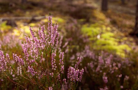 Purple heather in bloom in pine forest. の写真素材
