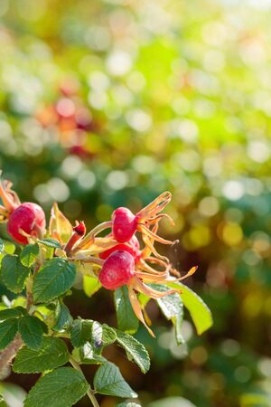 Berries of a dogrose on a bush. Fruits of wild roses. High content of vitamin C.の写真素材