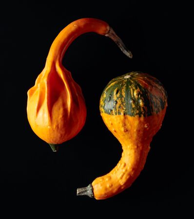 Small decorative pumpkins on a black background.の写真素材