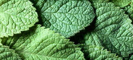Mint green leaves background. Top view, copy space for your text.