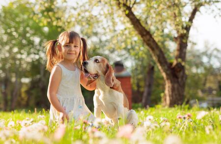 Four-year-old girl on a Sunny summer day with a Beagle on a lawn with daisies. Active rest on the nature.の写真素材