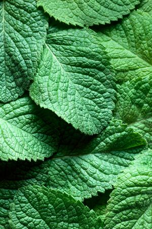 Mint leaves. Top view, copy space for your text.