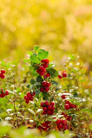Red cowberry, lingonberry or partridgeberry in forest. Main source of vitamins in the winter....