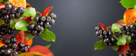 Ripe juicy berries black chokeberry with colorful leaves. Autumn concept. Copy space for your text.