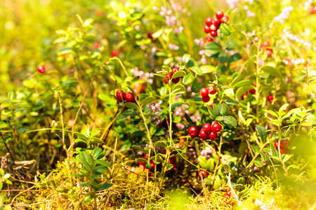 Red cowberry in the forest in summer sunny day. The main source of vitamins in the winter. Growing...