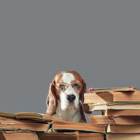 The very smart beagle in glasses studying old books. Copy space.