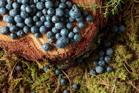 Fresh blueberries on a pine stump in the forest. Top view.の写真素材