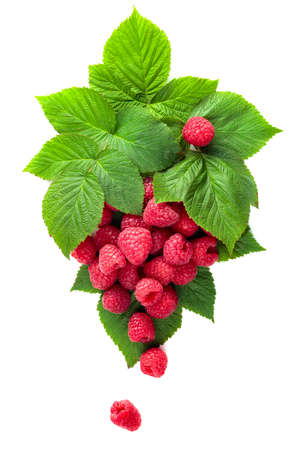 Fresh raspberries with leaves isolated on a white background.