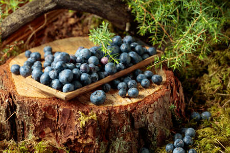 Fresh blueberries on a pine stump in the forest.の写真素材
