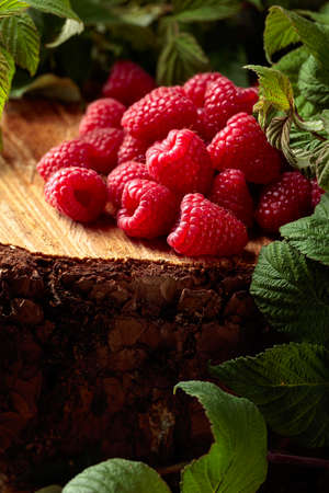Fresh juicy raspberries with leaves on a pine stump in the forest.の写真素材