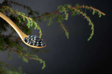 Wooden spoon with seeds of juniper on a dark background. Juniper seeds are used in medicine, perfumery, and aromatherapy.の写真素材