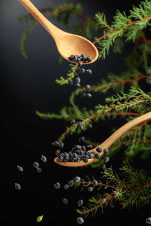 Juniper seeds are sprinkled with a wooden spoon. Juniper seeds are used in medicine, perfumery, and aromatherapy.の写真素材