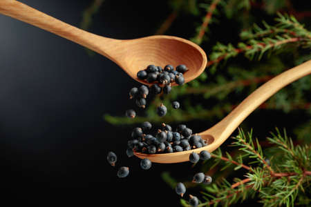 Juniper seeds are sprinkled with a wooden spoon. Juniper seeds are used in medicine, perfumery, and aromatherapy.の写真素材