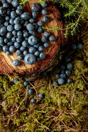 Fresh blueberries on a pine stump in the forest. Top view.の写真素材
