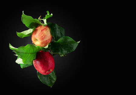 Two juicy apples with leaves. Fresh apples with drops of water on a black background. Copy space.