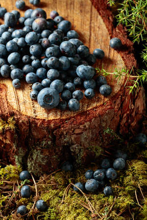 Fresh blueberries on a pine stump in the forest.の写真素材