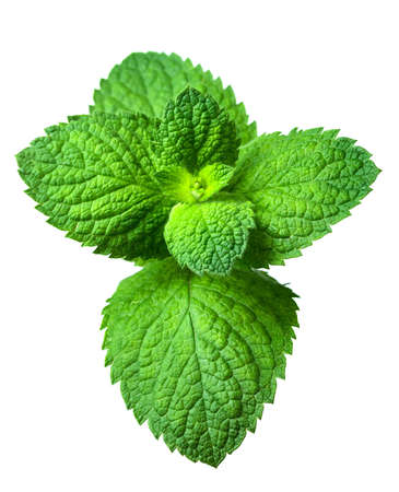 Twig of mint isolated on a white background.