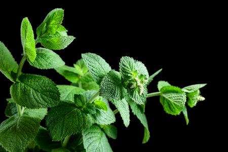 Fresh green mint isolated on a black background.