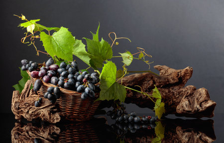 Blue grapes and vine branches on a black reflective background. Copy space.の写真素材