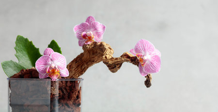 Violet orchid in a transparent pot with substrate. White marble background with copy space.の写真素材