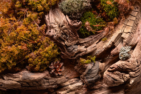 Abstract north nature scene with a composition of lichen, moss, and old snags. Top view.
