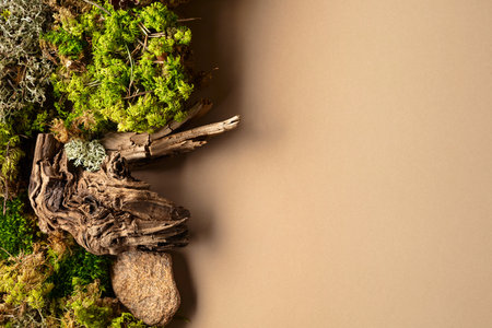 Abstract north nature scene with a composition of lichen, moss, and old snags on a beige background. Top view. Copy space.の写真素材