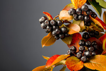 Black chokeberry with leaves on a black background. Copy space.の写真素材