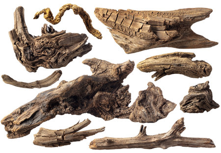 Driftwoods, aged wood isolated on a white background. Set of snags for aquarium or decorative composition.の写真素材