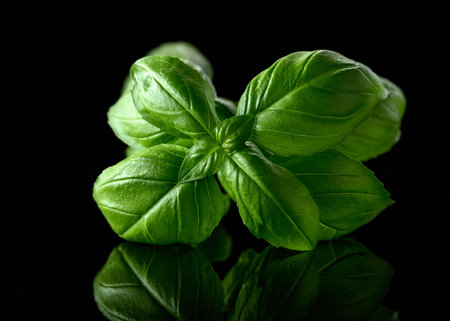 Green fresh basil branch on a black reflective background.の写真素材