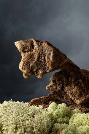 Dried wooden snag with natural moss and lichen. Place your product on a snag. Eco product concept. Copy space.の写真素材
