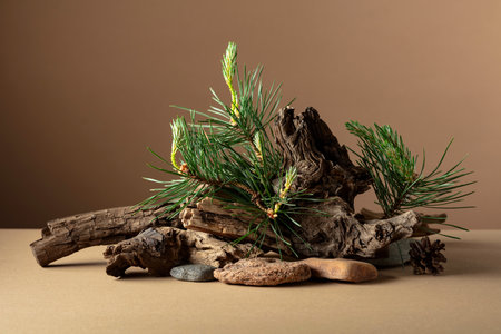 Abstract nature scene with a composition of pine branches, stones, and dry snags. Beige background. Copy space.の写真素材