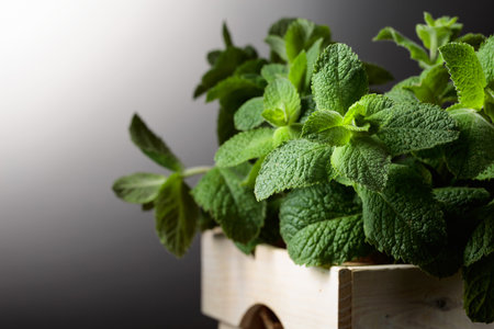 Fresh mint in a white wooden box. Copy space.の写真素材